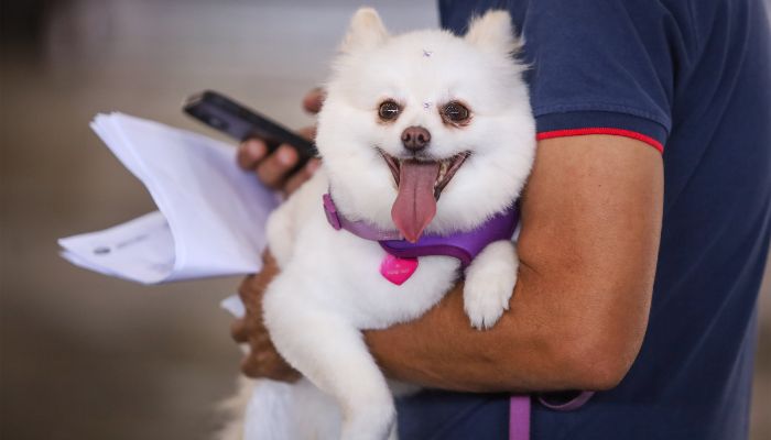  Estado prorroga prazo para inscrição de OSCs no Conselho de Direitos Animais 